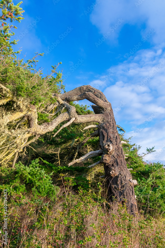 Fototapeta premium Gnarled Old Tree