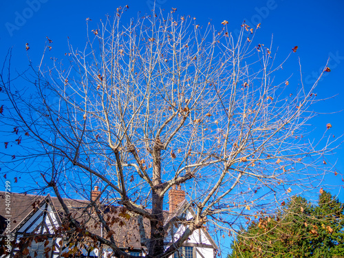 Wallpaper Mural 【静岡県伊豆市】秋のテーマパークの風景【プラタナス・修善寺虹の郷】 Torontodigital.ca