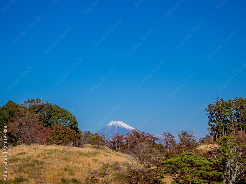 【静岡県伊豆市】公園から見える富士山【修善寺虹の郷】