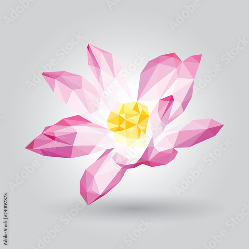 Pink lotus white leaf yellow pollen flower isolated on gray background. Purple blooming