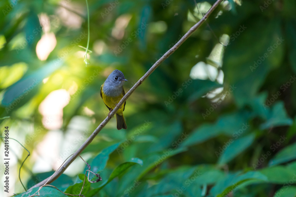 Obraz premium Grey-headed Canary-flycatcher perched on a tree in the forest at Ramkhamhaeng National Park, Sukhothai, Thailand.