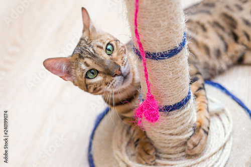 cute funny cat is playing with a scratcher
