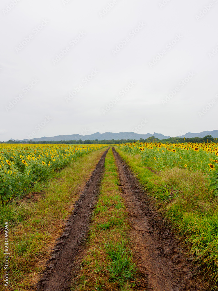 Wide view of muddy tire tracks along a sunflower field. Vertical orientation. Khao Chin Lae mountains, Lopburi, Thailand. Nature and agriculture. Wide view of muddy tire tracks along a sunflower field. Vertical orientation. Khao Chin Lae mountains, Lopburi, Thailand. Nature and agriculture.