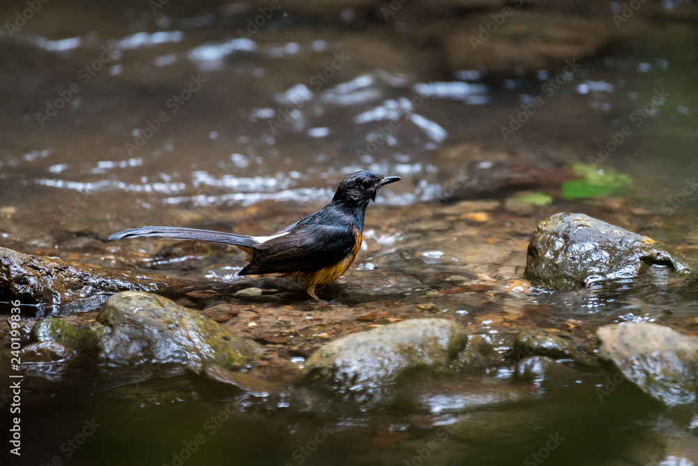 White-rumped shama bathing in the stream at Ramkhamhaeng National Park, Sukhothai, Thailand. White-rumped shama bathing in the stream at Ramkhamhaeng National Park, Sukhothai, Thailand.