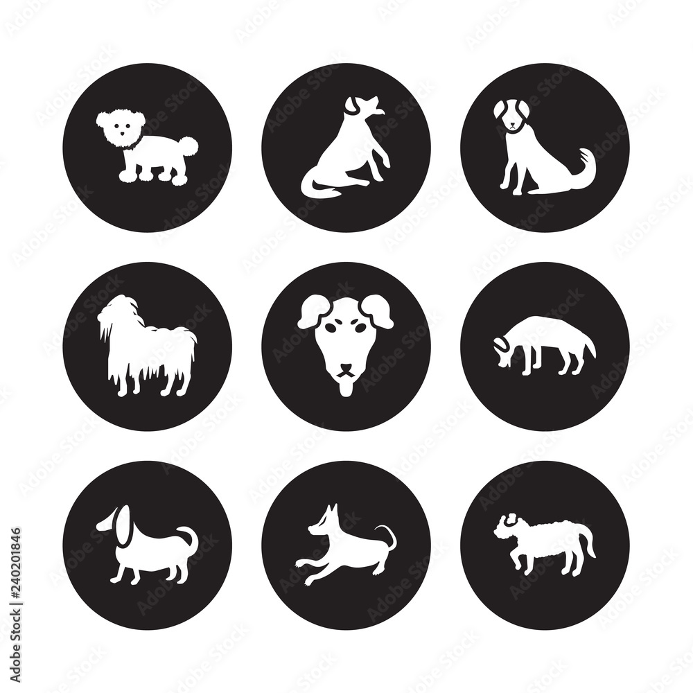 9 vector icon set : Bichon Frise dog, Bernese Mountain Basset Hound Beagle Beauceron Berger Picard Bergamasco Basenji dog isolated on black background 9 vector icon set : Bichon Frise dog, Bernese Mountain Basset Hound Beagle Beauceron Berger Picard Bergamasco Basenji dog isolated on black background
