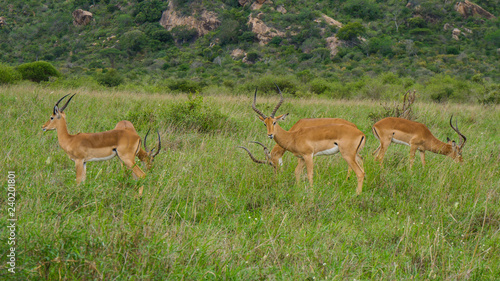 Impala Antelope Grazing © Steven Fish