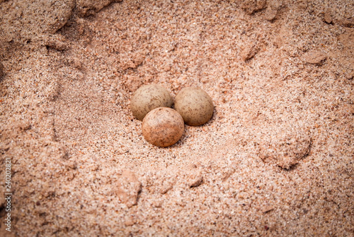 Egg on sand nature / three quail eggs on bird's nest on the ground - Brown egg bird on sand near the river