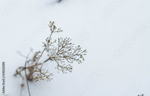 plant in the snow © Елена Чистякова
