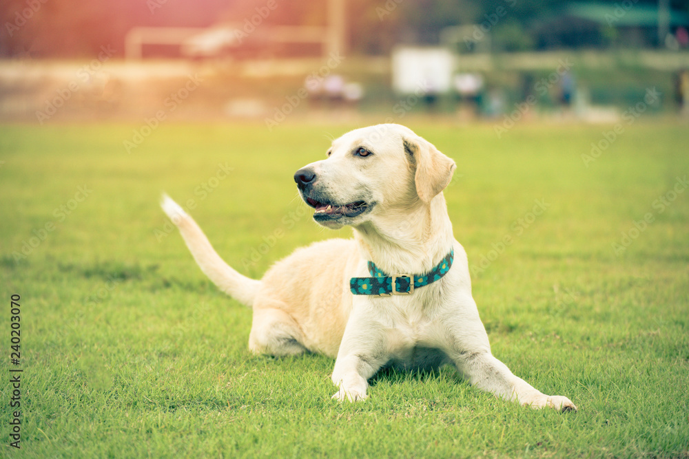 dog lying on grass / The Labrador Retriever dog playing on green field dog lying on grass / The Labrador Retriever dog playing on green field