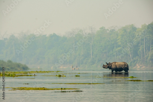 rhino in the river