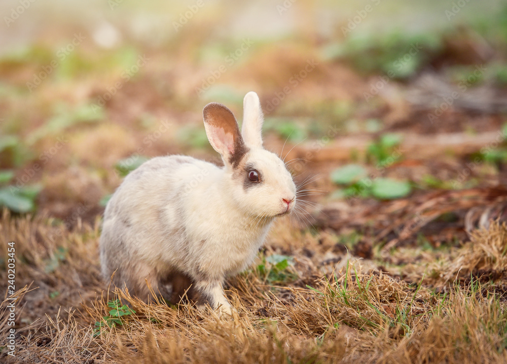 Rabbit on nature the bunny white rabbit on field forest Rabbit on nature the bunny white rabbit on field forest