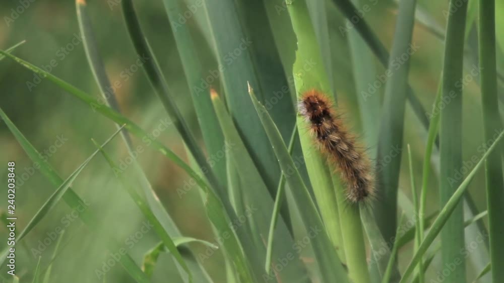 Single Caterpillar on yellow in flower Close shot Caterpillar on leaf Single Caterpillar on yellow in flower Close shot Caterpillar on leaf
