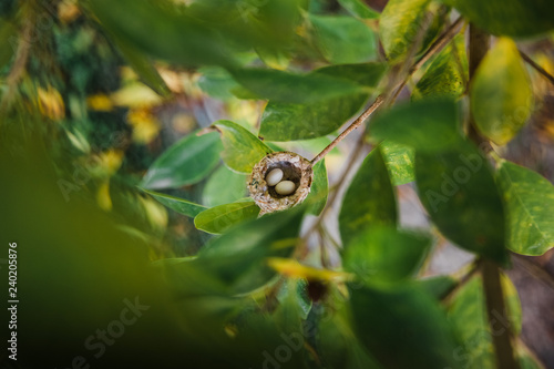 tiny hummingbird eggs in nest 