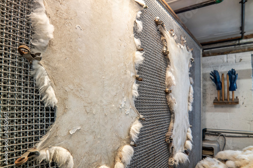 Schilderij op canvas Traditional skin processing at tannery in Scotland
