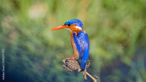 Colorful African Kingfisher