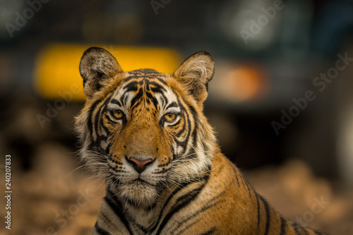 Fototapeta Naklejka Na Ścianę i Meble -  A road block by a male tiger on a morning safari at Ranthambore Tiger Reserve, India