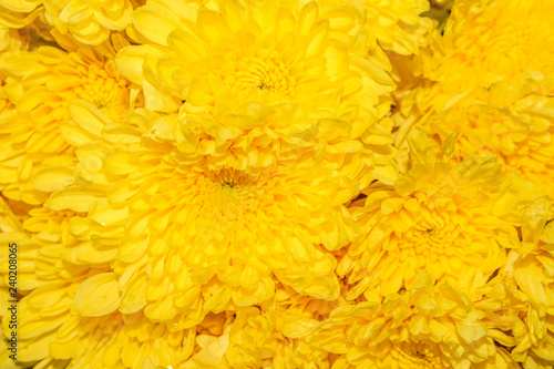 chrysanthemum yellow flower nature closeup 