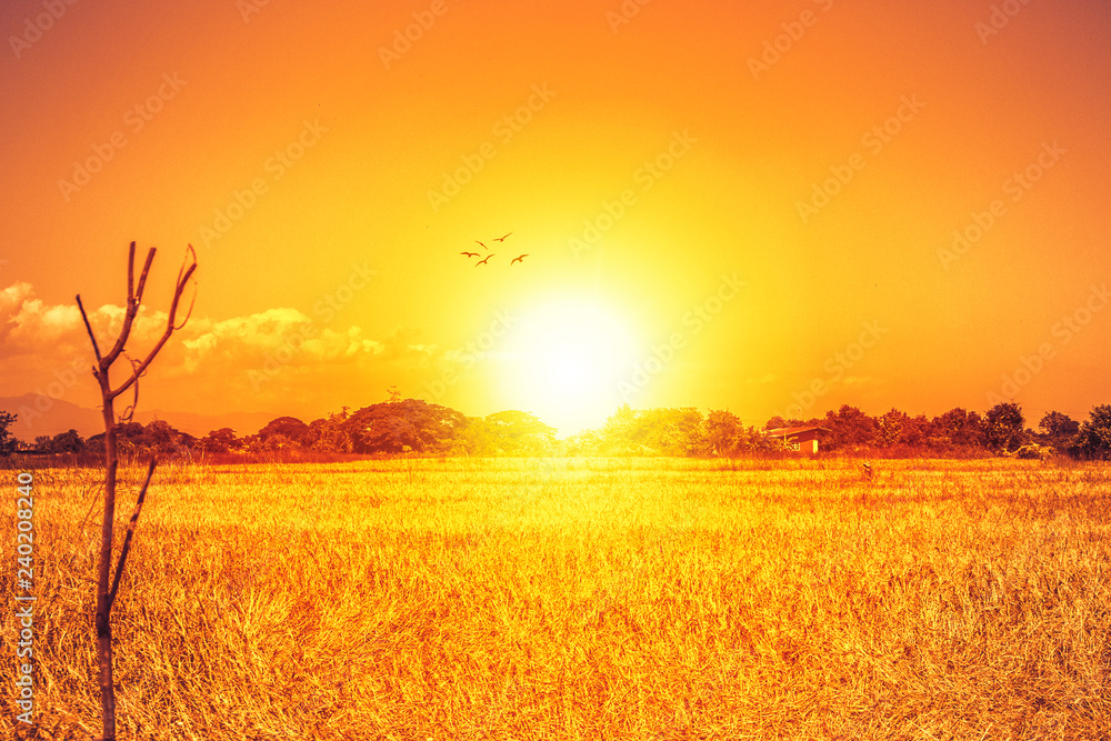 yellow sky sunset sunrise landscape