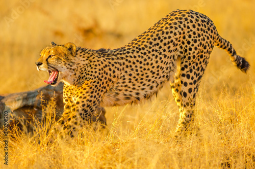 Elegant cheetah opens mouth showing teeth while walking in savannah. Acinonyx jubatus, family of felids, Madikwe, South Africa.