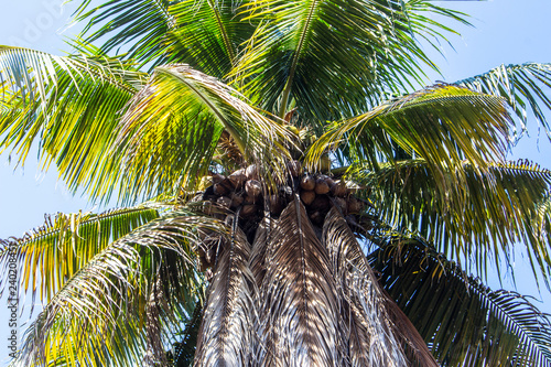 coconut tree closeup nature background © flyingsky09