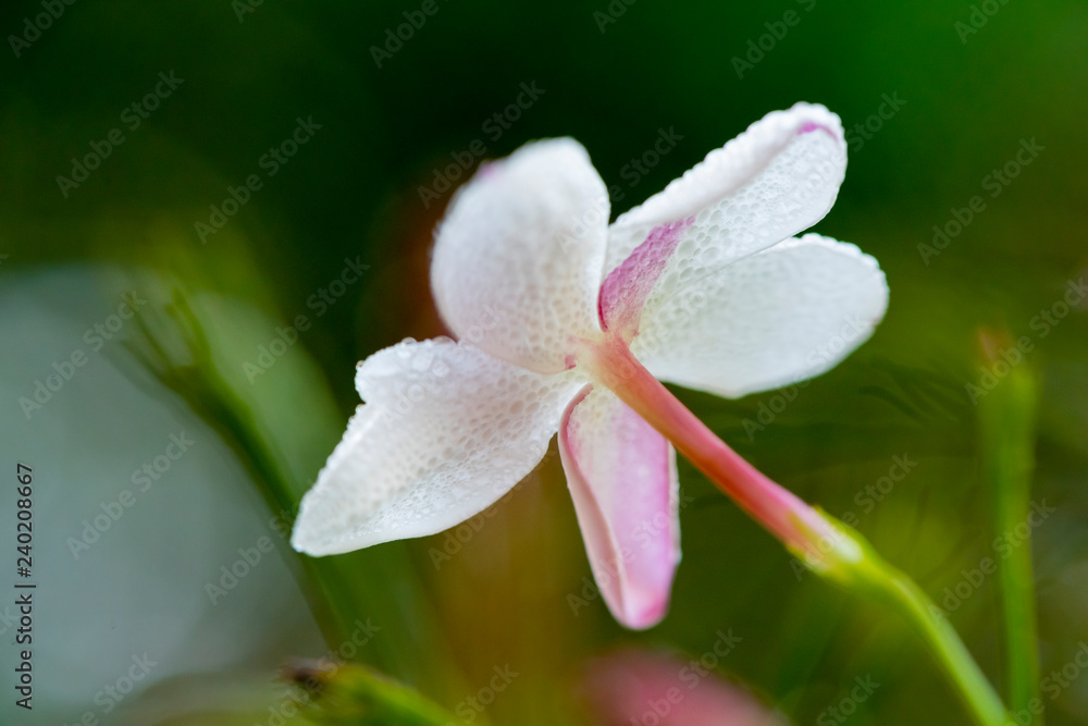 Fototapeta premium Macro of a jasmine flower with drops of dew