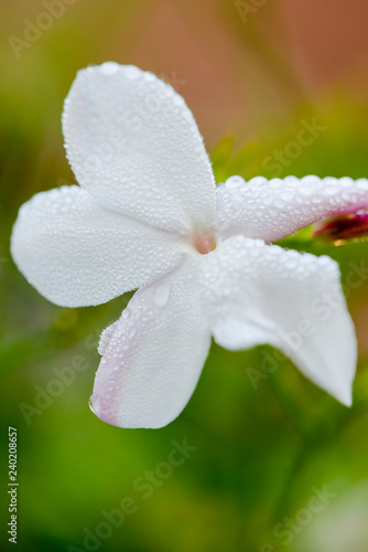 Jasmine flower wet by the morning dew