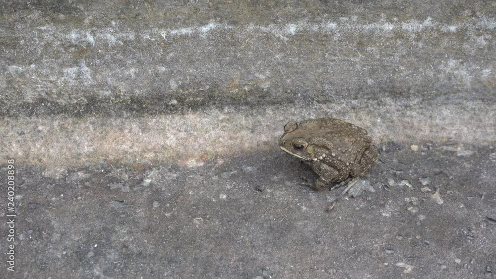 The toad are posing on the ground of cement. The toad are posing on the ground of cement.