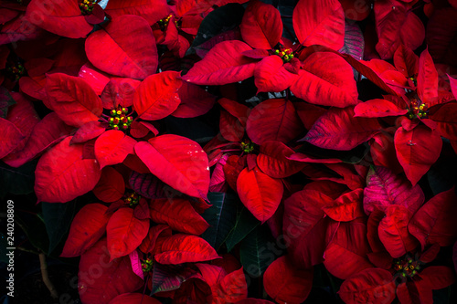 poinsettia flower tree nature background