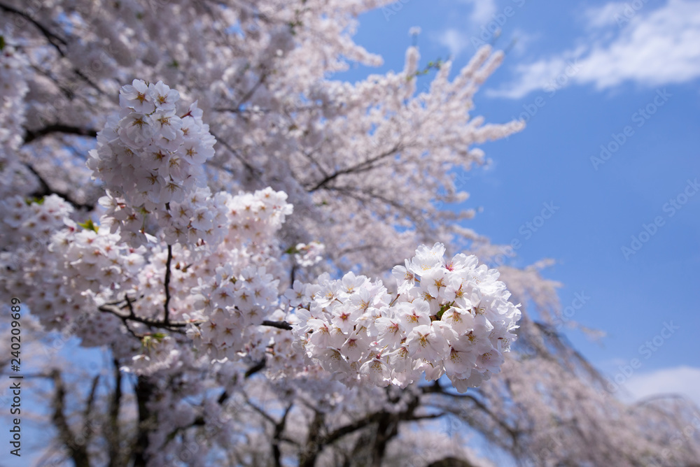 桜 角館 桜 角館