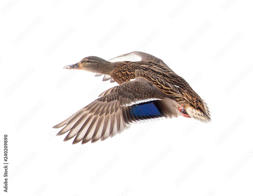 Duck in flight isolated on white background Duck in flight isolated on white background