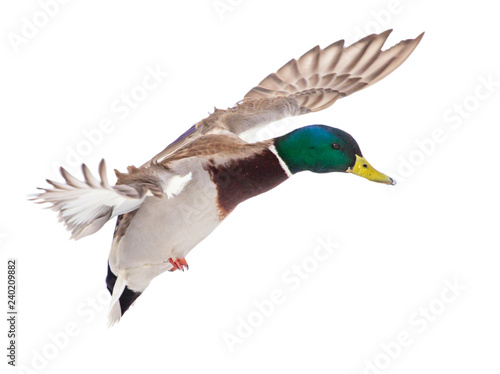 Duck in flight isolated on white background