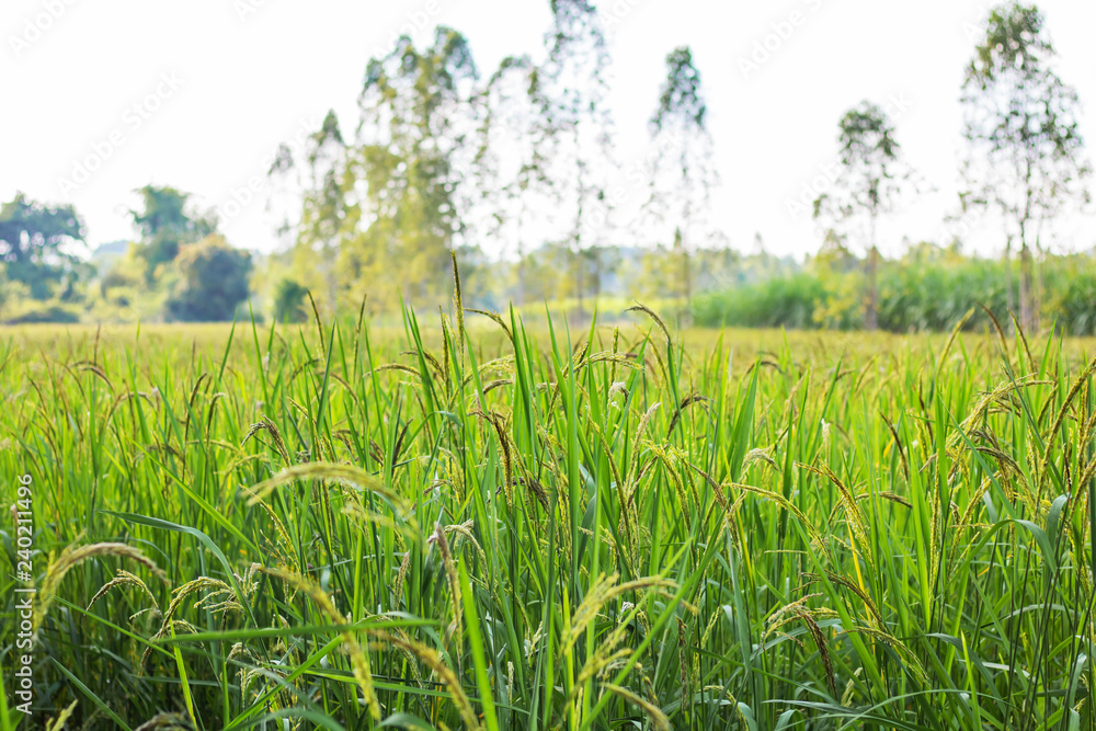 Obraz premium Closeup view of rice paddy in the rice terraces of Thailand,Harvest season of rice nature food background.Organic farm in Asian of Thai people.Blur focus and soft style.
