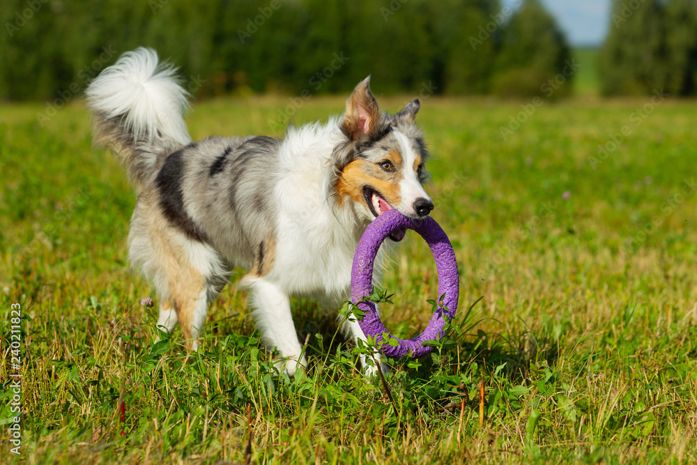 Border collie dog walking