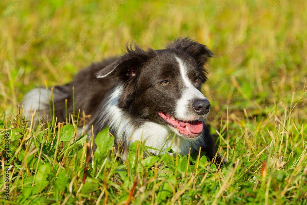 Border collie dog walking