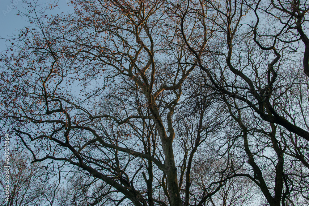 Tangled branches under sunlight Tangled branches under sunlight