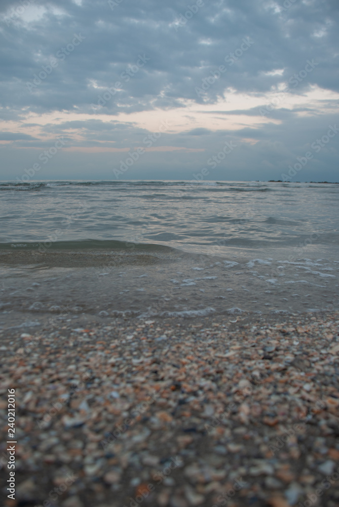 Shells on the seashore