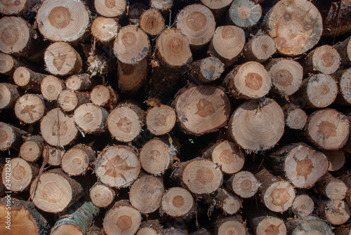 Front view of  woodpile of tree logs