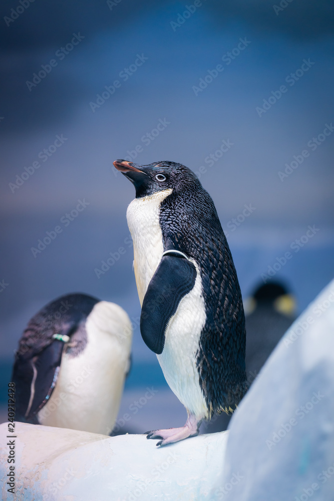 Obraz premium ペンギン