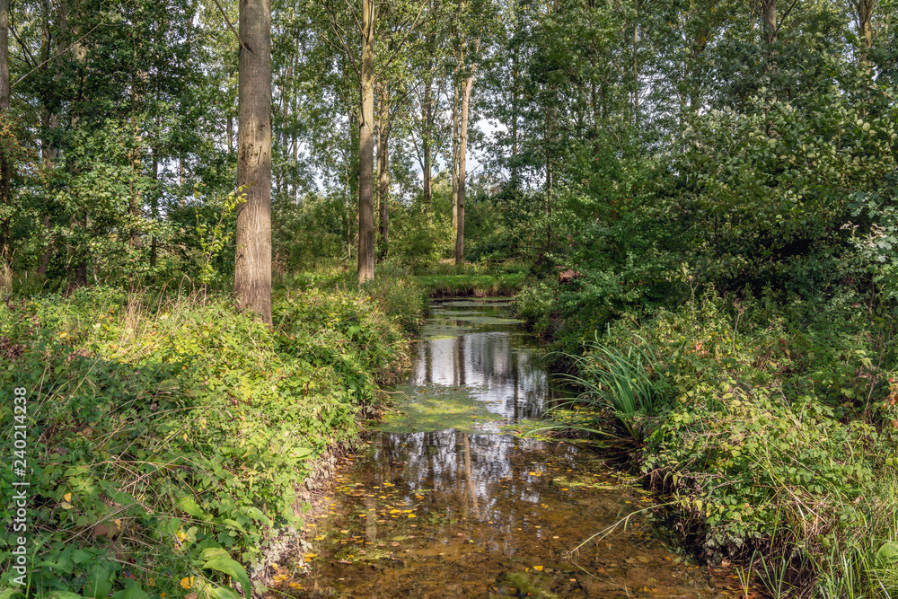 Trees reflect in the water surface of a narrow stream in the forest Trees reflect in the water surface of a narrow stream in the forest