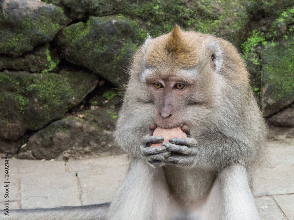 Fototapeta premium macaque monkey sitting down and biting on a piece of fruit 