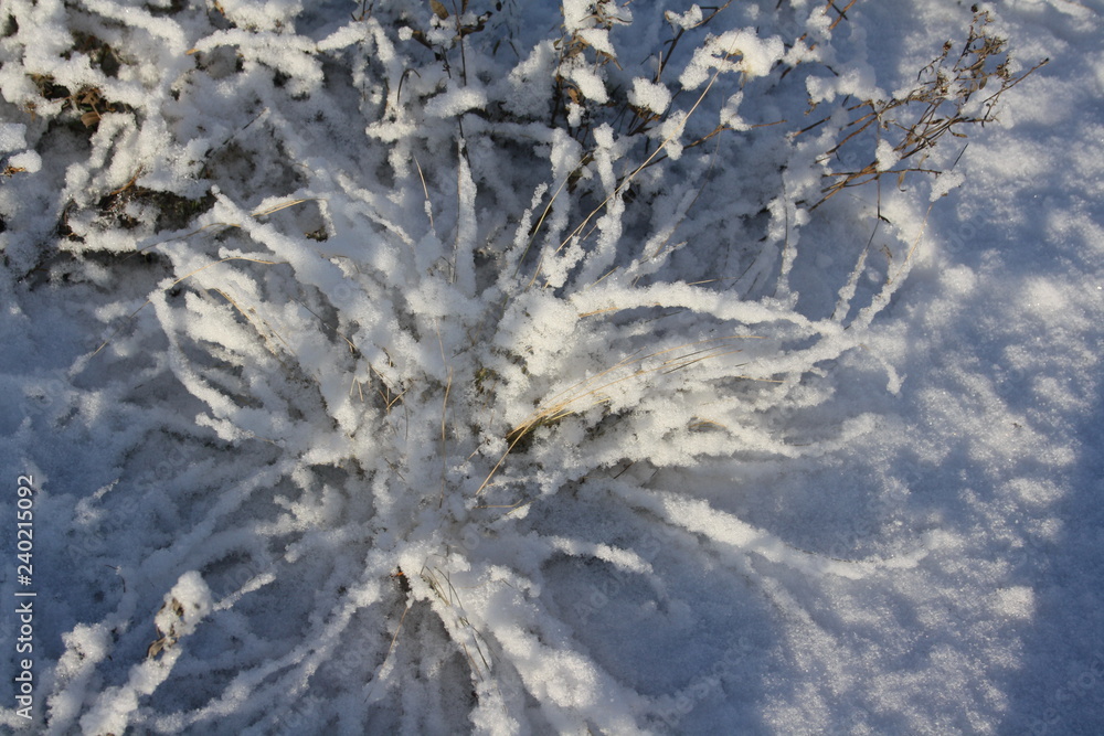 Winter sunny landscape. Dry grass covered with fluffy snow