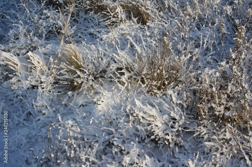 Winter sunny landscape. Dry grass covered with fluffy snow