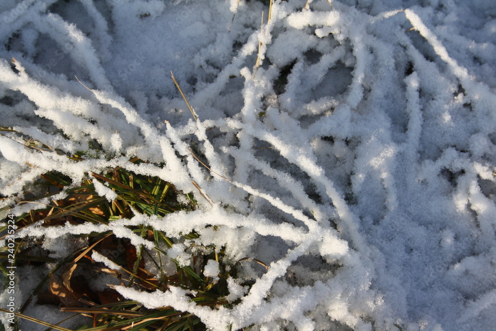 Winter sunny landscape. Dry grass covered with fluffy snow Winter sunny landscape. Dry grass covered with fluffy snow
