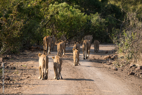 Fototapeta Naklejka Na Ścianę i Meble -  Lion, Lionne, Panthera leo, Parc national Kruger, Afrique du Sud
