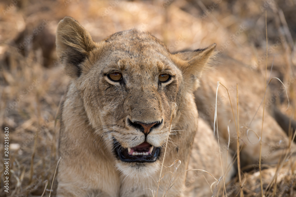 Lion, Lionne, Panthera leo, Parc national Kruger, Afrique du Sud Lion, Lionne, Panthera leo, Parc national Kruger, Afrique du Sud