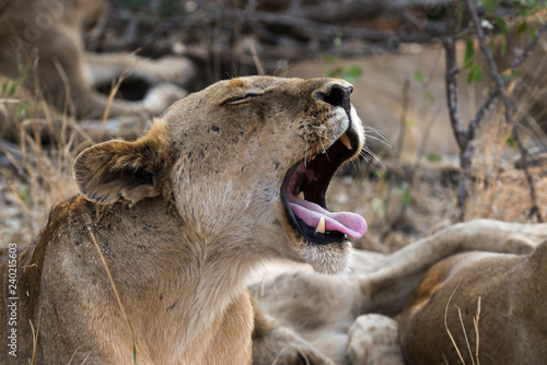 Fototapeta Naklejka Na Ścianę i Meble -  Lion, Lionne, Panthera leo, Parc national Kruger, Afrique du Sud