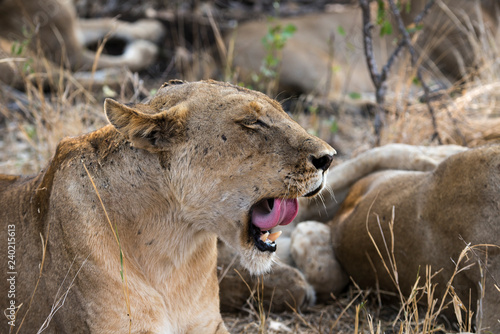 Fototapeta Naklejka Na Ścianę i Meble -  Lion, Lionne, Panthera leo, Parc national Kruger, Afrique du Sud