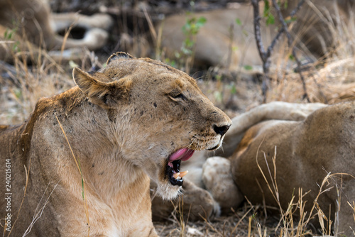 Fototapeta Naklejka Na Ścianę i Meble -  Lion, Lionne, Panthera leo, Parc national Kruger, Afrique du Sud