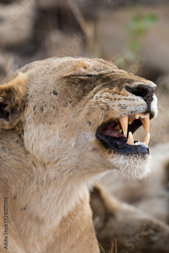 Fototapeta Naklejka Na Ścianę i Meble -  Lion, Lionne, Panthera leo, Parc national Kruger, Afrique du Sud