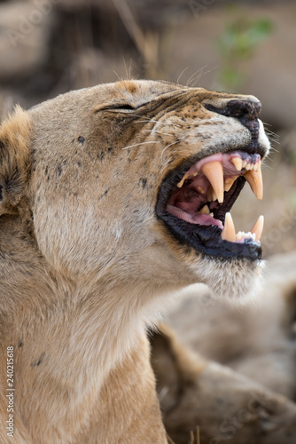 Fototapeta Naklejka Na Ścianę i Meble -  Lion, Lionne, Panthera leo, Parc national Kruger, Afrique du Sud